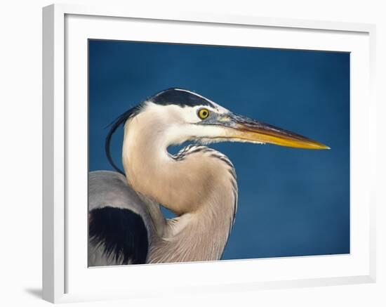 Great Blue Heron, Sanibel Island, Florida, USA-Charles Sleicher-Framed Photographic Print