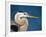 Great Blue Heron, Sanibel Island, Florida, USA-Charles Sleicher-Framed Photographic Print