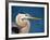 Great Blue Heron, Sanibel Island, Florida, USA-Charles Sleicher-Framed Photographic Print