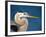 Great Blue Heron, Sanibel Island, Florida, USA-Charles Sleicher-Framed Photographic Print