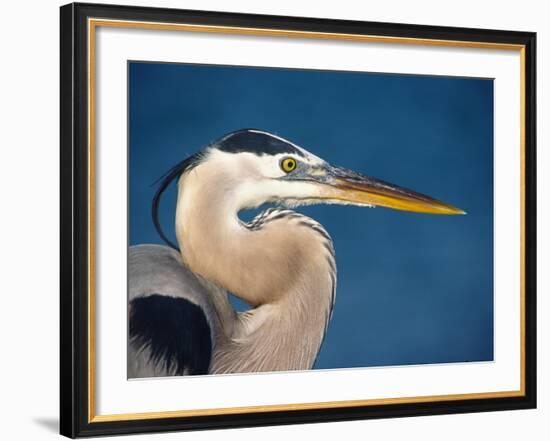 Great Blue Heron, Sanibel Island, Florida, USA-Charles Sleicher-Framed Photographic Print