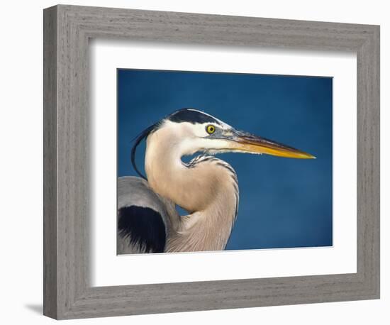 Great Blue Heron, Sanibel Island, Florida, USA-Charles Sleicher-Framed Photographic Print