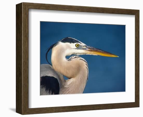 Great Blue Heron, Sanibel Island, Florida, USA-Charles Sleicher-Framed Photographic Print