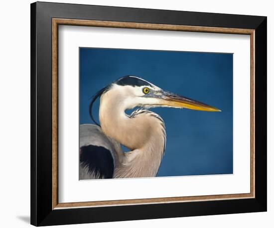 Great Blue Heron, Sanibel Island, Florida, USA-Charles Sleicher-Framed Photographic Print