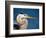 Great Blue Heron, Sanibel Island, Florida, USA-Charles Sleicher-Framed Photographic Print