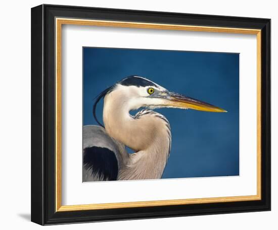 Great Blue Heron, Sanibel Island, Florida, USA-Charles Sleicher-Framed Photographic Print