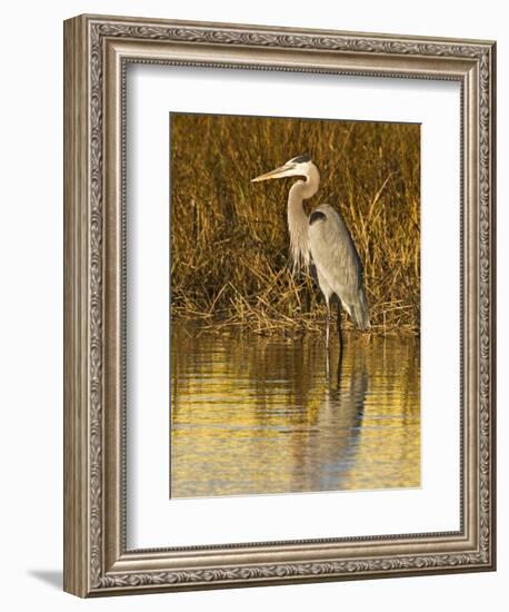 Great Blue Heron Standing in Salt Marsh on the Laguna Madre at South Padre Island, Texas, USA-Larry Ditto-Framed Photographic Print