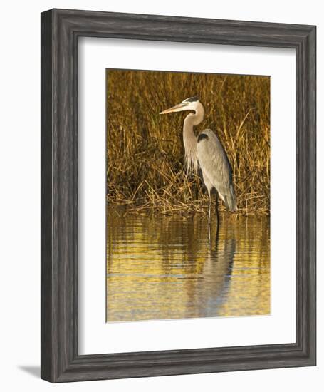 Great Blue Heron Standing in Salt Marsh on the Laguna Madre at South Padre Island, Texas, USA-Larry Ditto-Framed Photographic Print