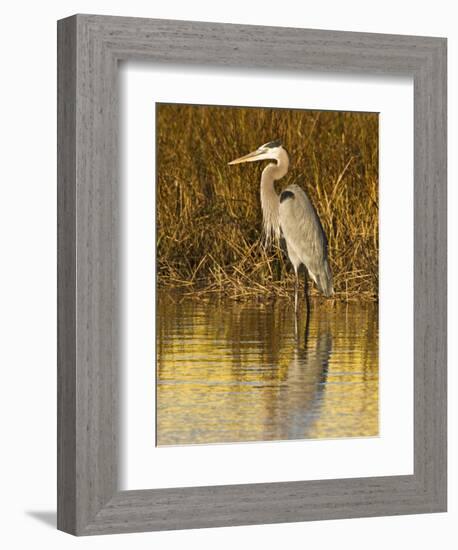 Great Blue Heron Standing in Salt Marsh on the Laguna Madre at South Padre Island, Texas, USA-Larry Ditto-Framed Photographic Print