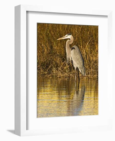 Great Blue Heron Standing in Salt Marsh on the Laguna Madre at South Padre Island, Texas, USA-Larry Ditto-Framed Photographic Print