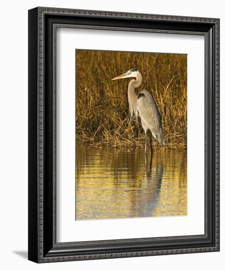 Great Blue Heron Standing in Salt Marsh on the Laguna Madre at South Padre Island, Texas, USA-Larry Ditto-Framed Photographic Print