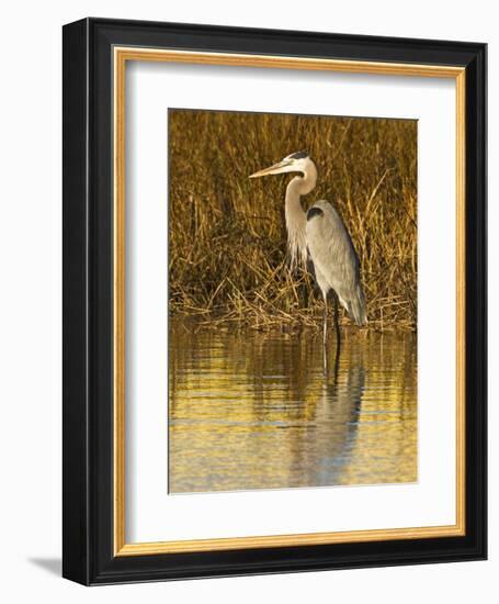 Great Blue Heron Standing in Salt Marsh on the Laguna Madre at South Padre Island, Texas, USA-Larry Ditto-Framed Photographic Print