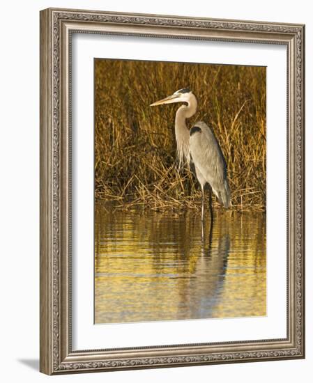 Great Blue Heron Standing in Salt Marsh on the Laguna Madre at South Padre Island, Texas, USA-Larry Ditto-Framed Photographic Print