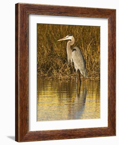 Great Blue Heron Standing in Salt Marsh on the Laguna Madre at South Padre Island, Texas, USA-Larry Ditto-Framed Photographic Print