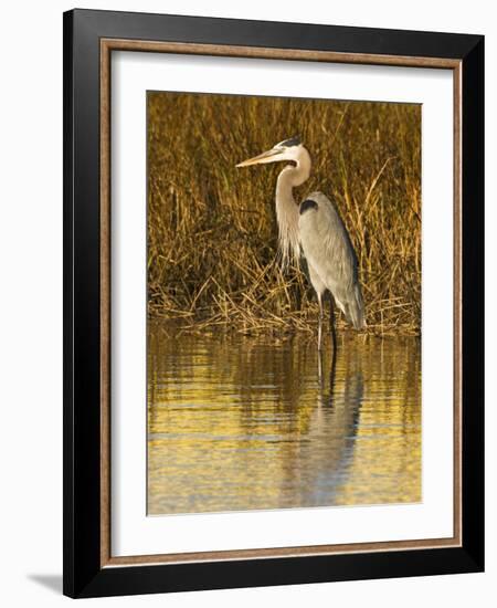 Great Blue Heron Standing in Salt Marsh on the Laguna Madre at South Padre Island, Texas, USA-Larry Ditto-Framed Photographic Print