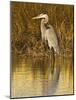 Great Blue Heron Standing in Salt Marsh on the Laguna Madre at South Padre Island, Texas, USA-Larry Ditto-Mounted Photographic Print