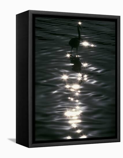 Great Blue Heron Wades in Water, Placido, Florida, USA-Arthur Morris-Framed Premier Image Canvas