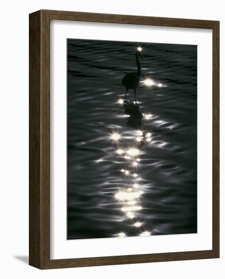 Great Blue Heron Wades in Water, Placido, Florida, USA-Arthur Morris-Framed Photographic Print