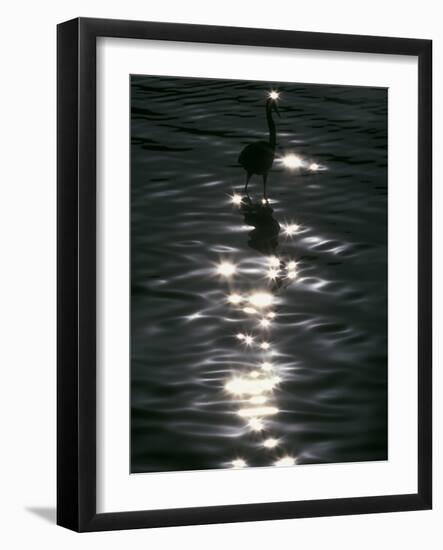 Great Blue Heron Wades in Water, Placido, Florida, USA-Arthur Morris-Framed Photographic Print