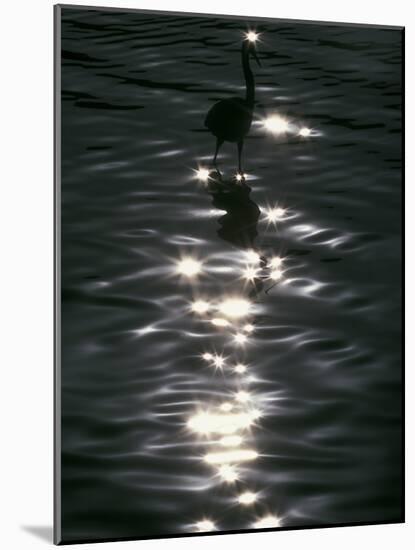 Great Blue Heron Wades in Water, Placido, Florida, USA-Arthur Morris-Mounted Photographic Print