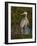 Great Blue Heron Wading, Texas, USA-Larry Ditto-Framed Photographic Print