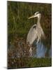 Great Blue Heron Wading, Texas, USA-Larry Ditto-Mounted Photographic Print