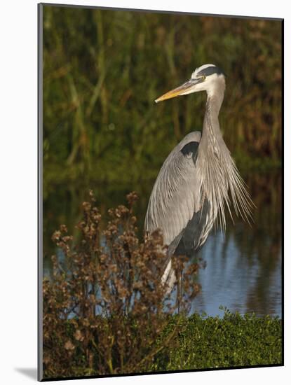 Great Blue Heron Wading, Texas, USA-Larry Ditto-Mounted Photographic Print