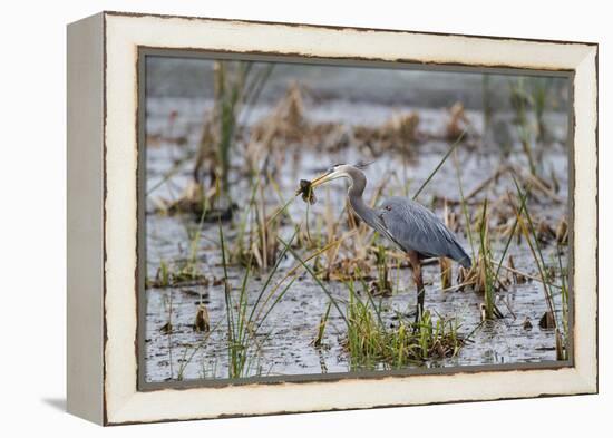 Great Blue Heron with Fish-Larry Ditto-Framed Premier Image Canvas