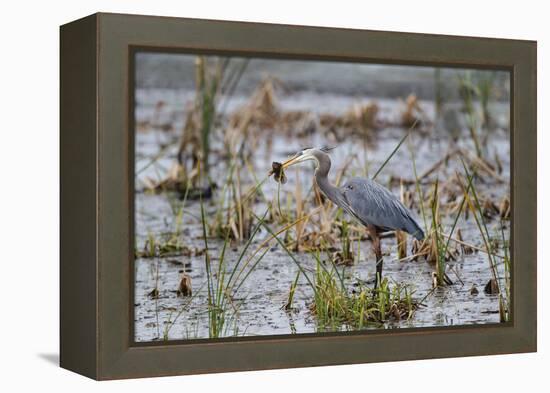 Great Blue Heron with Fish-Larry Ditto-Framed Premier Image Canvas