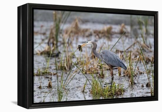 Great Blue Heron with Fish-Larry Ditto-Framed Premier Image Canvas