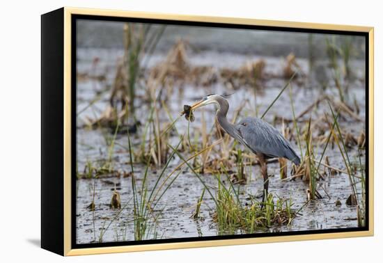 Great Blue Heron with Fish-Larry Ditto-Framed Premier Image Canvas