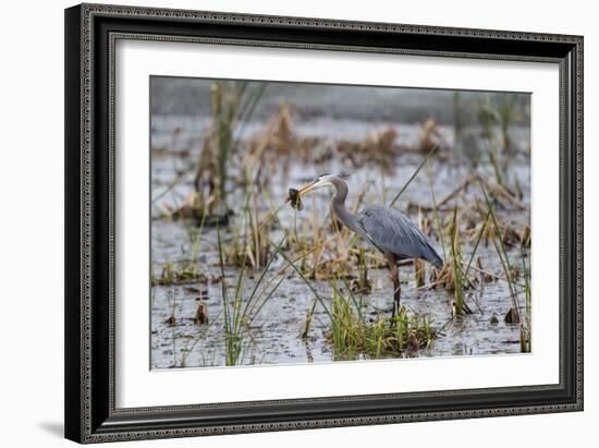 Great Blue Heron with Fish-Larry Ditto-Framed Photographic Print