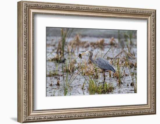 Great Blue Heron with Fish-Larry Ditto-Framed Photographic Print