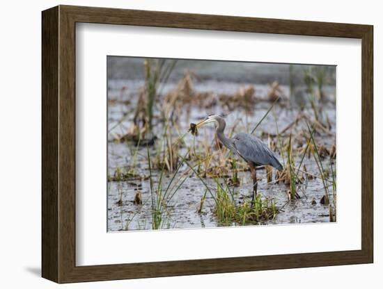 Great Blue Heron with Fish-Larry Ditto-Framed Photographic Print