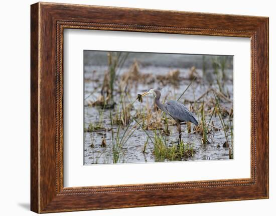 Great Blue Heron with Fish-Larry Ditto-Framed Photographic Print