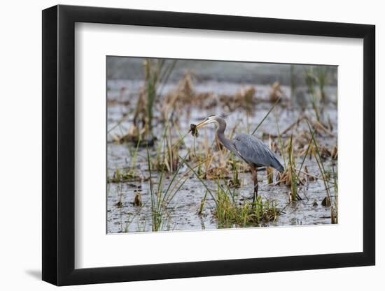 Great Blue Heron with Fish-Larry Ditto-Framed Photographic Print