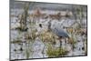 Great Blue Heron with Fish-Larry Ditto-Mounted Photographic Print