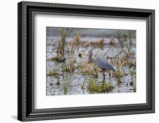 Great Blue Heron with Fish-Larry Ditto-Framed Photographic Print