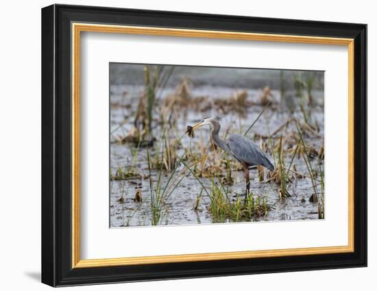 Great Blue Heron with Fish-Larry Ditto-Framed Photographic Print