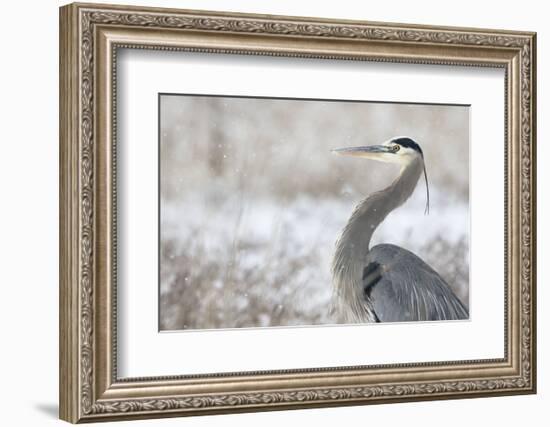 Great Blue Heron-Jason Savage-Framed Art Print