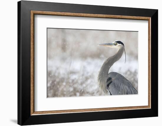 Great Blue Heron-Jason Savage-Framed Art Print