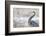 Great Blue Heron-Jason Savage-Framed Art Print