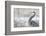 Great Blue Heron-Jason Savage-Framed Art Print