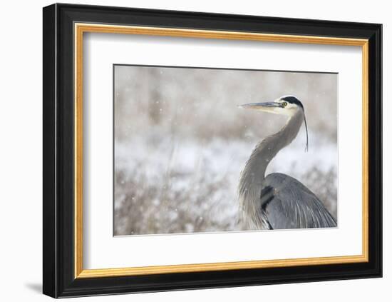 Great Blue Heron-Jason Savage-Framed Art Print