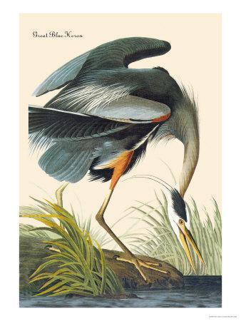 John Audubon Print Great Blue Heron
