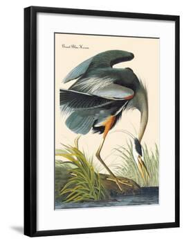 Great Blue Heron-John James Audubon-Framed Art Print
