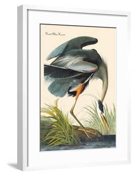 Great Blue Heron-John James Audubon-Framed Art Print