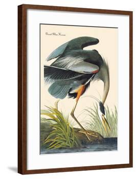 Great Blue Heron-John James Audubon-Framed Art Print