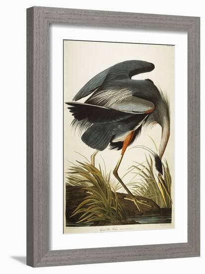 Great Blue Heron-John James Audubon-Framed Giclee Print