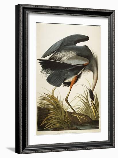 Great Blue Heron-John James Audubon-Framed Giclee Print